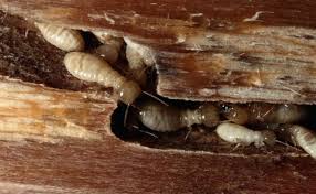 Termite Control Services in Jaipur