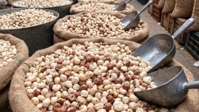makhana exporter in india