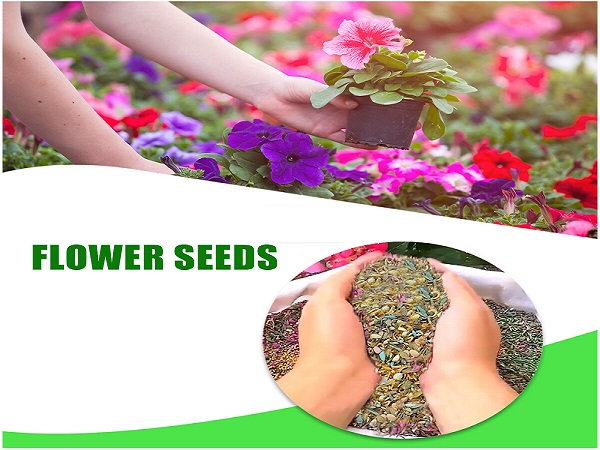 Flower Seeds