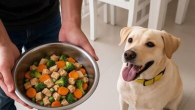 Dog Food Pune