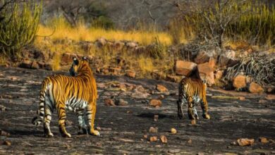 Ranthambore Tiger weekend tour