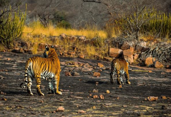 Ranthambore Tiger weekend tour
