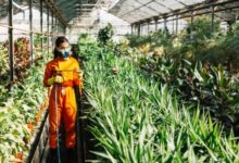 Industrial Pest Control​ in Jaipur