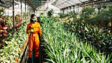 Industrial Pest Control​ in Jaipur